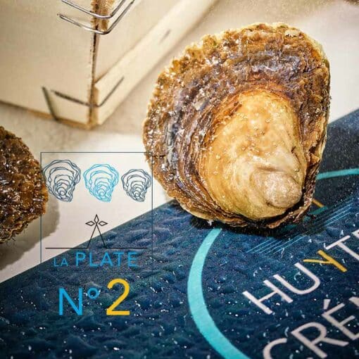 24 Huîtres plates n°2 – Image 3