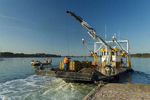 Dragueuse des huîtres Crénéguy dans le Golfe du Morbihan.