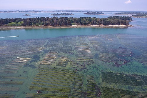 Parcs ostréicoles Crénéguy dans le Golfe du Morbihan.