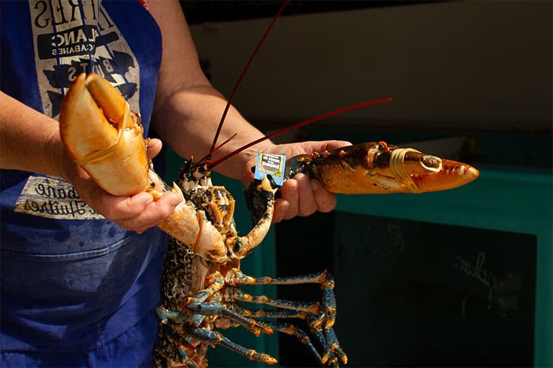 Homard breton dans les mains.